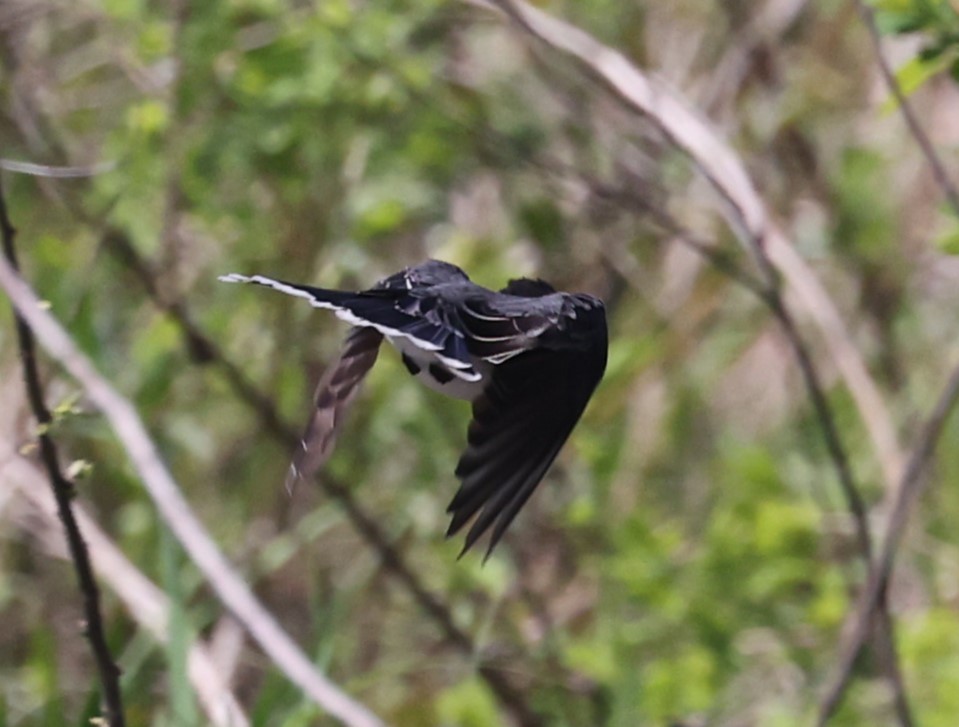 Eastern Kingbird - ML619054871