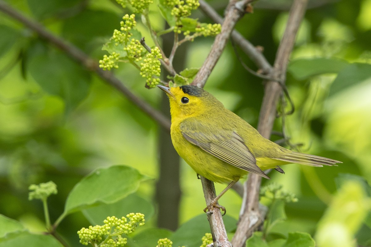 Wilson's Warbler - John Troth