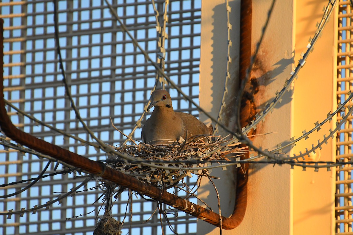 White-winged Dove - ML619054889