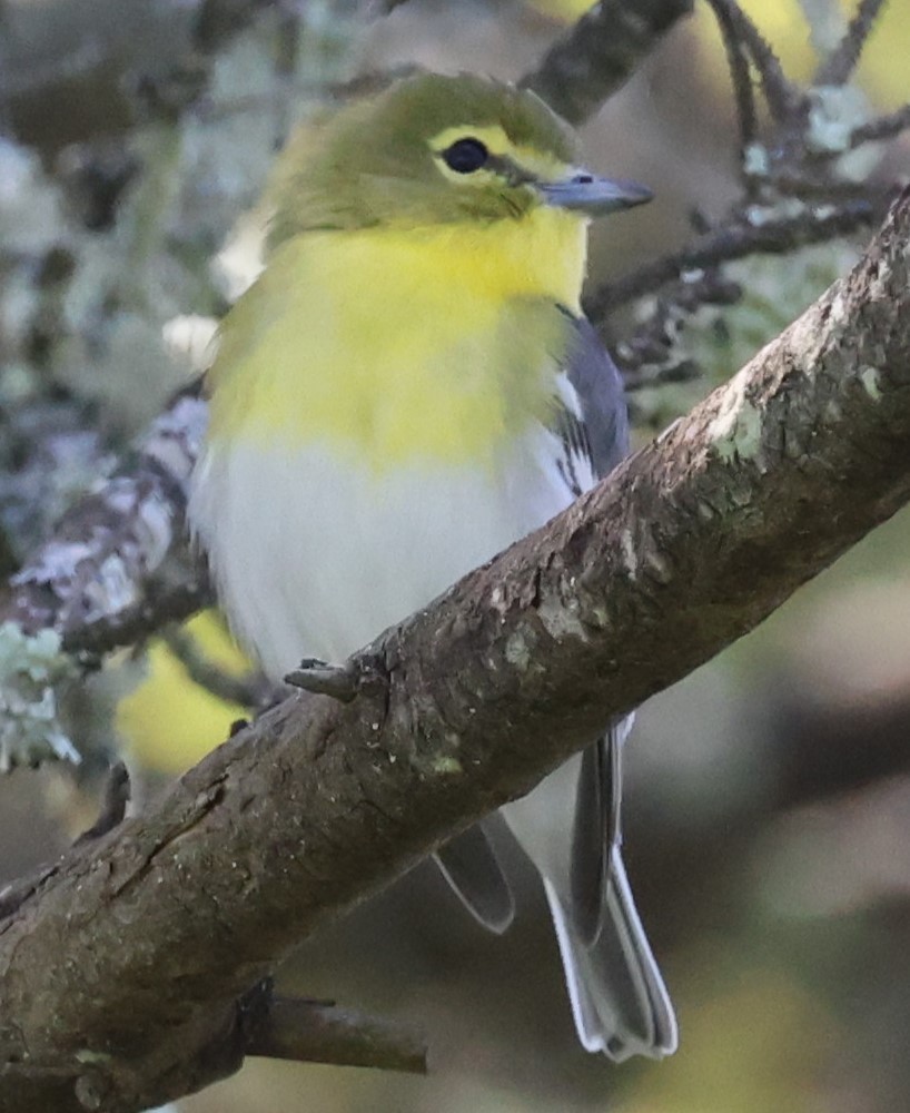 Yellow-throated Vireo - David Nicosia