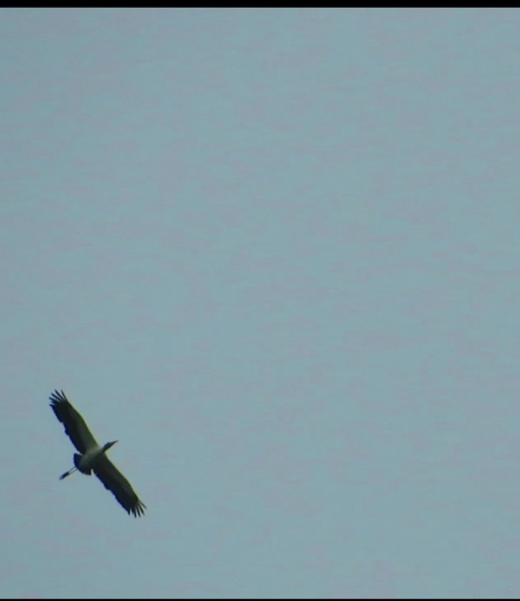 Wood Stork - ML619054910