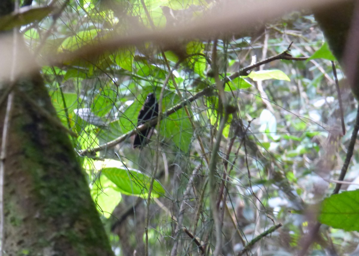 Black Inca - Leonardo Ortega (Dodo Colombia)