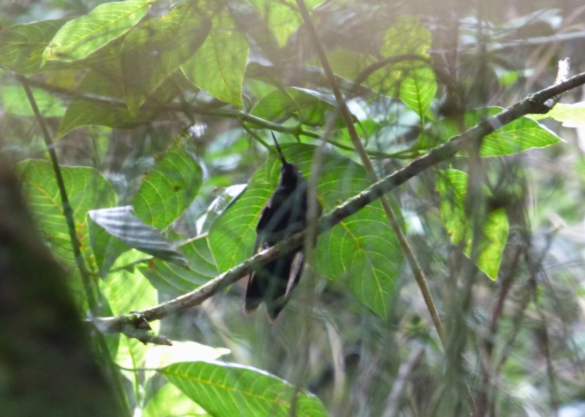 Blauschulterkolibri - ML619054929