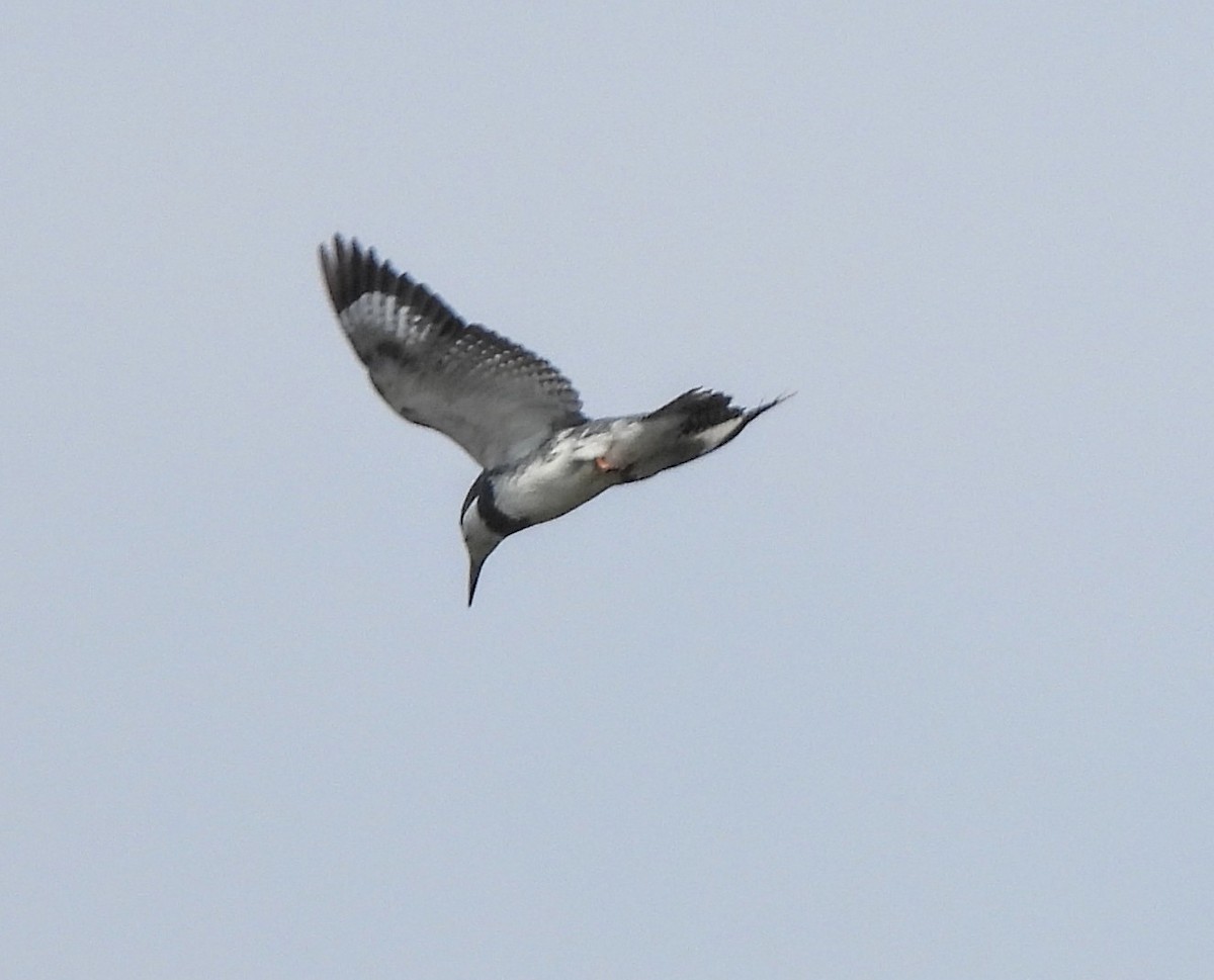 Belted Kingfisher - Jodi Kotyluk