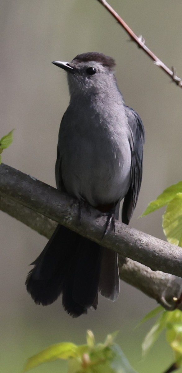 Gray Catbird - ML619054937