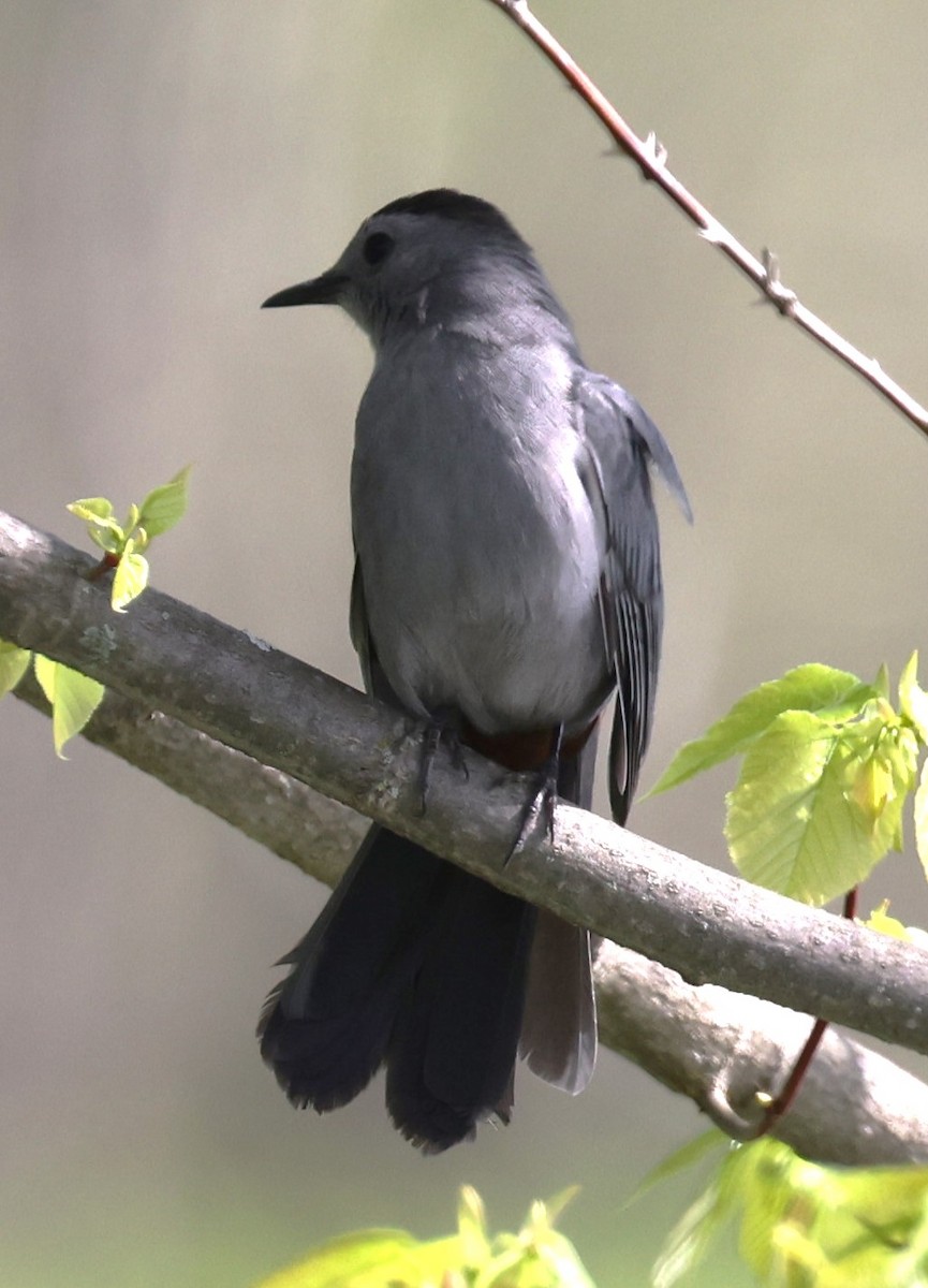 Gray Catbird - ML619054938