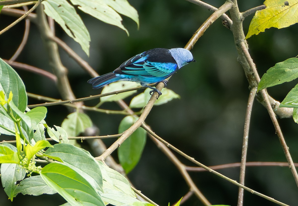 Masked Tanager - Joe Aliperti