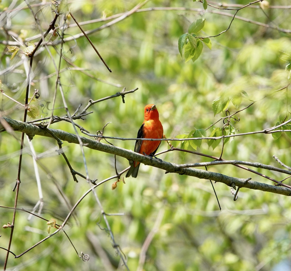 Scarlet Tanager - Andrew Bailey