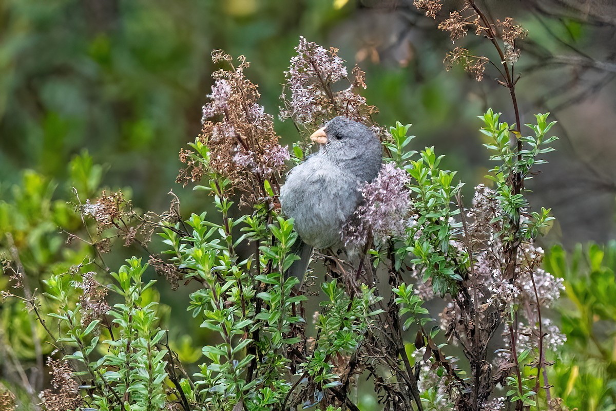 Plain-colored Seedeater - Hanna Zhao