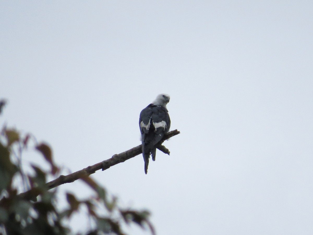 Swallow-tailed Kite - Laura Victoria Márquez