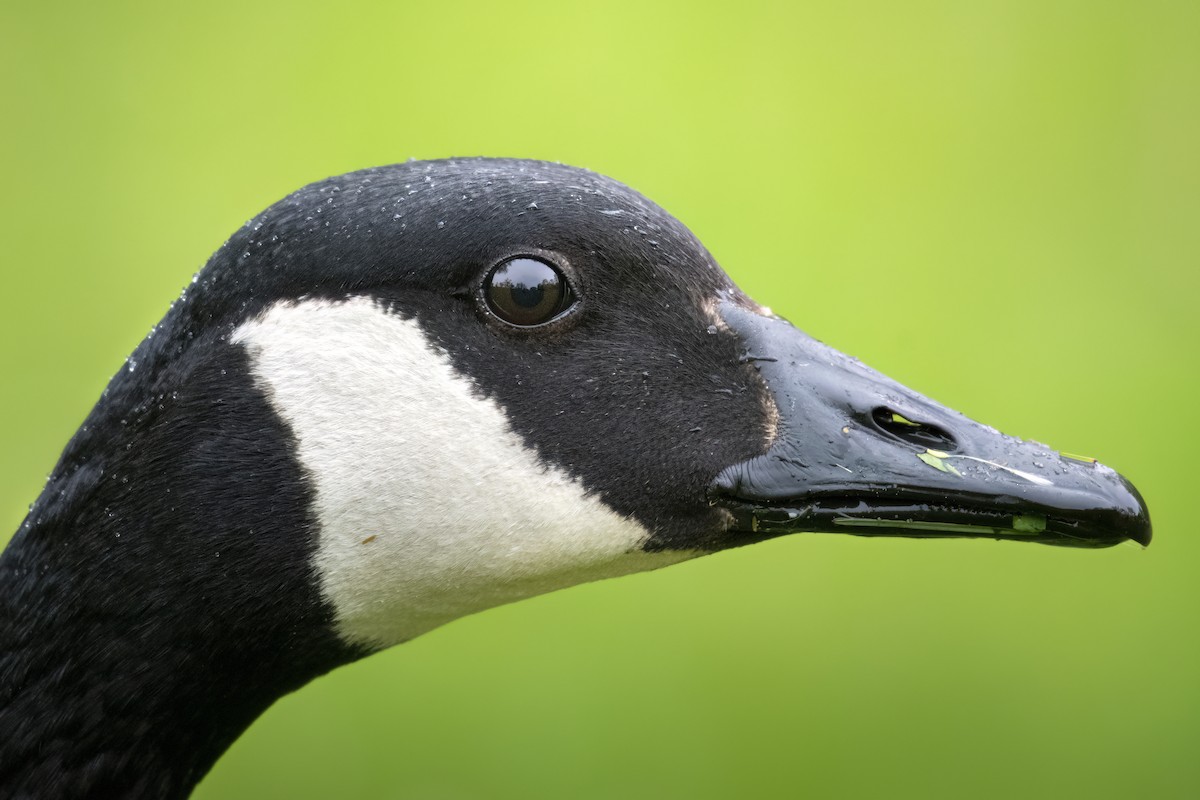 Canada Goose - Beau Cotter