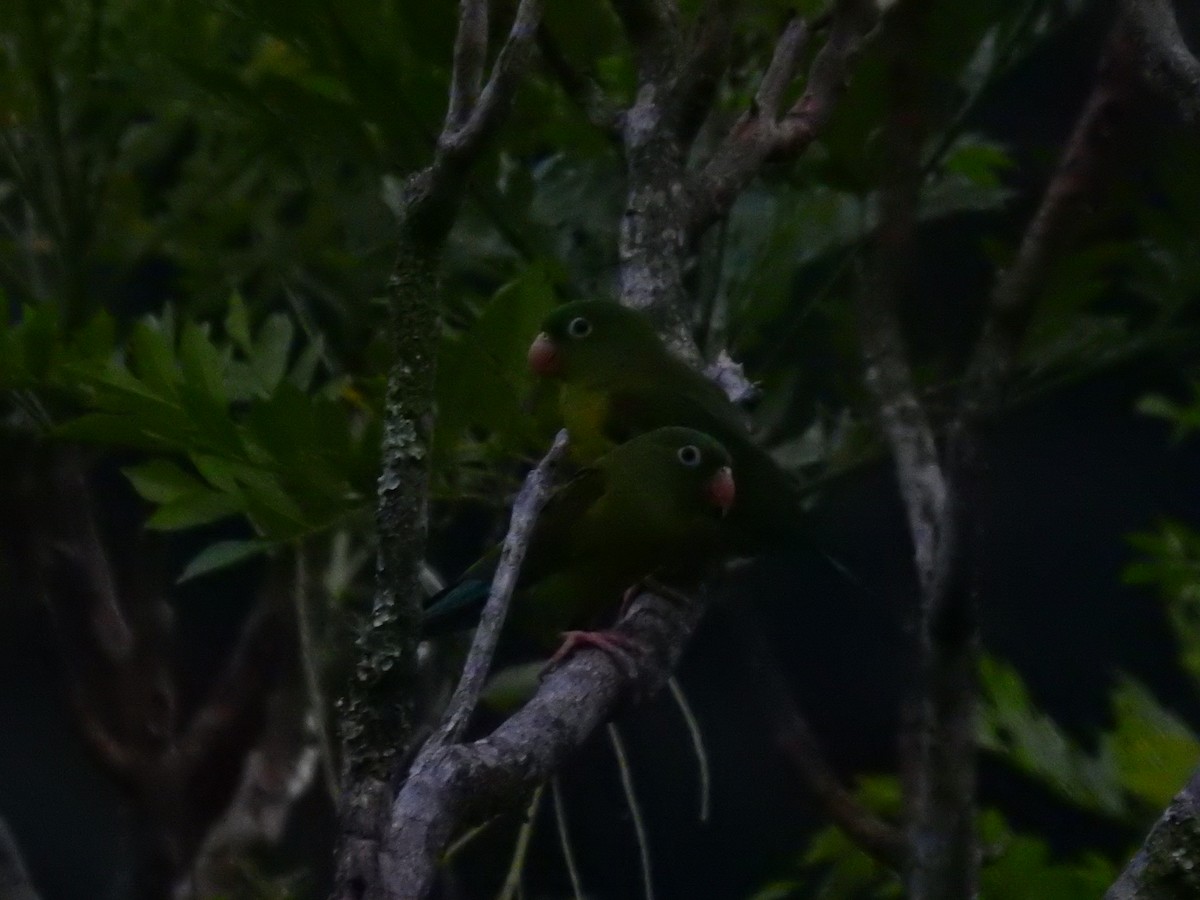 Orange-chinned Parakeet - Laura Doria Betancur