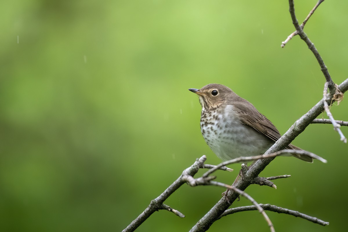 Swainson's Thrush - Beau Cotter