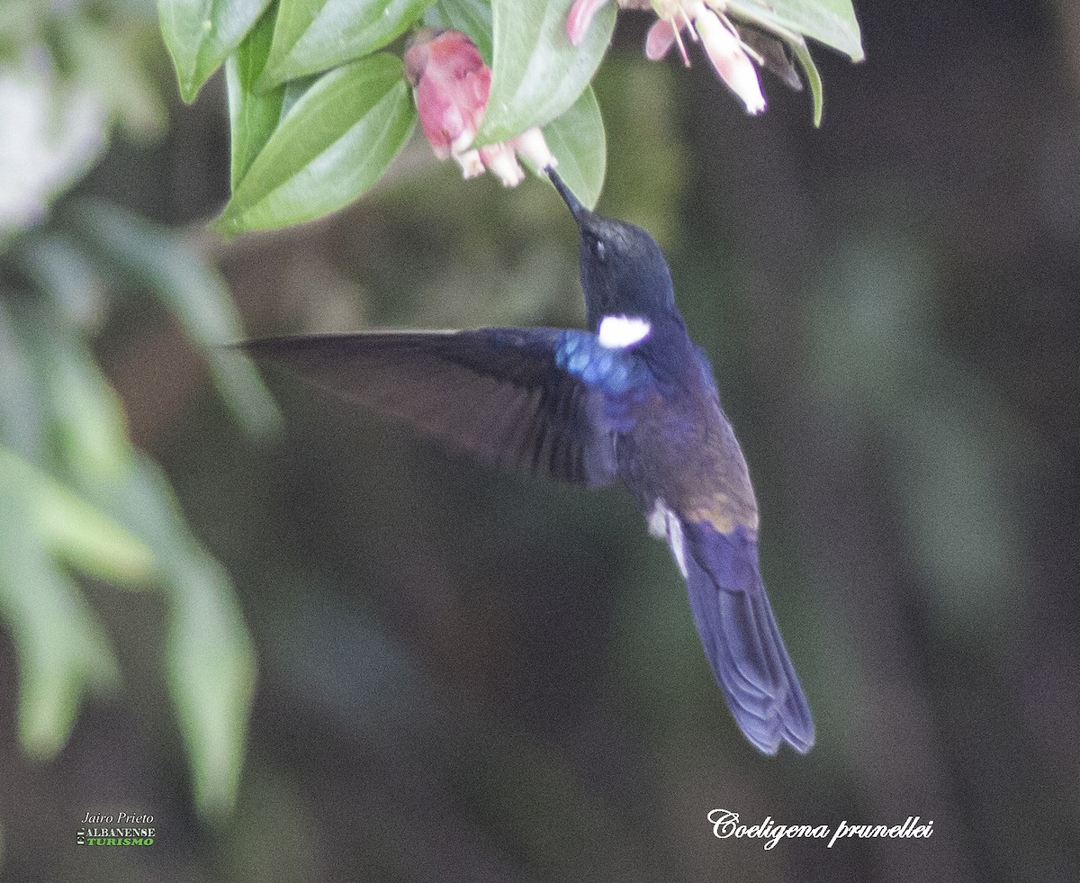 Blauschulterkolibri - ML619055105