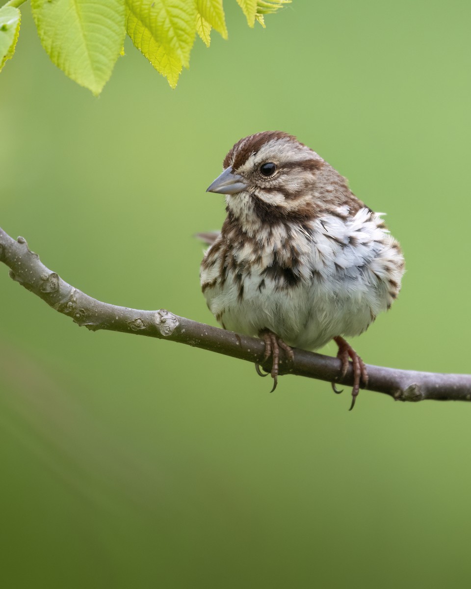 Song Sparrow - Beau Cotter