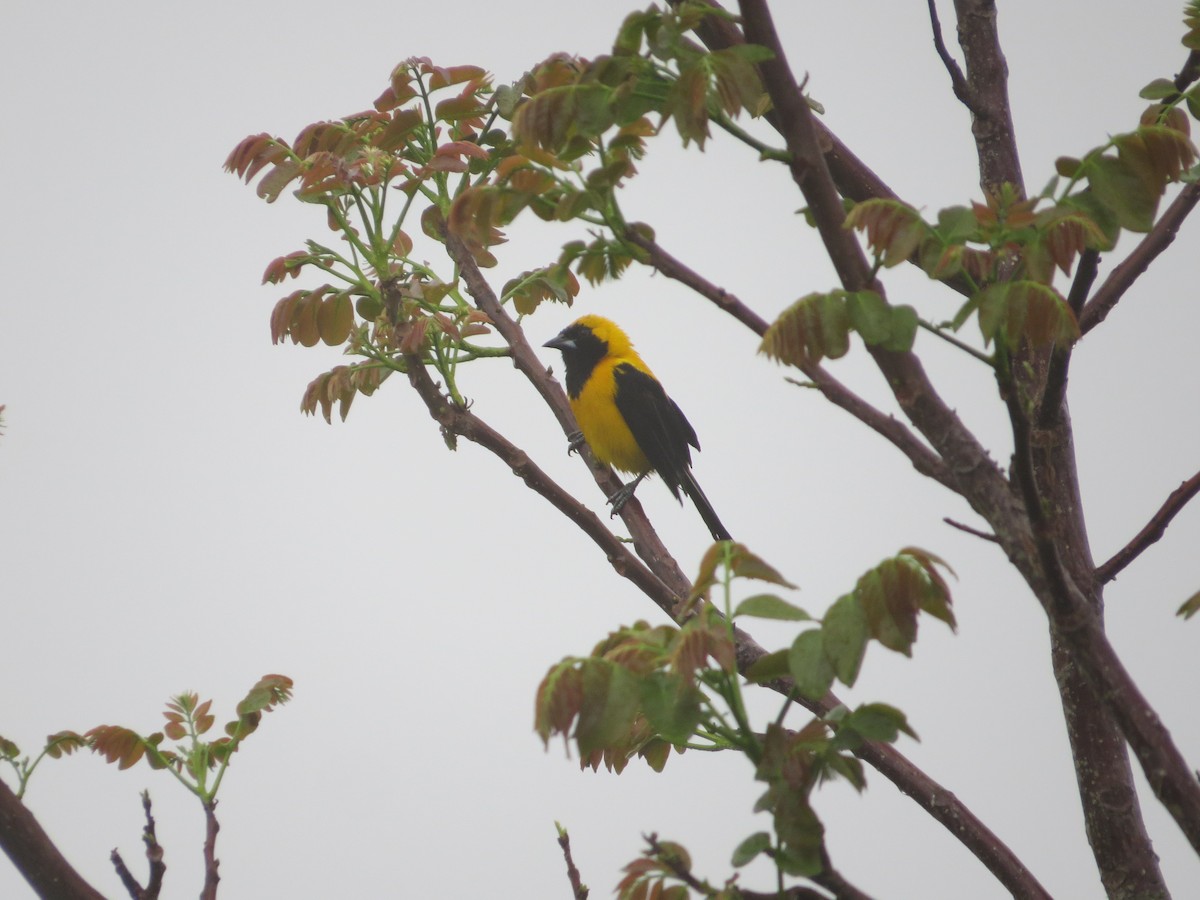 Yellow-backed Oriole - Laura Victoria Márquez