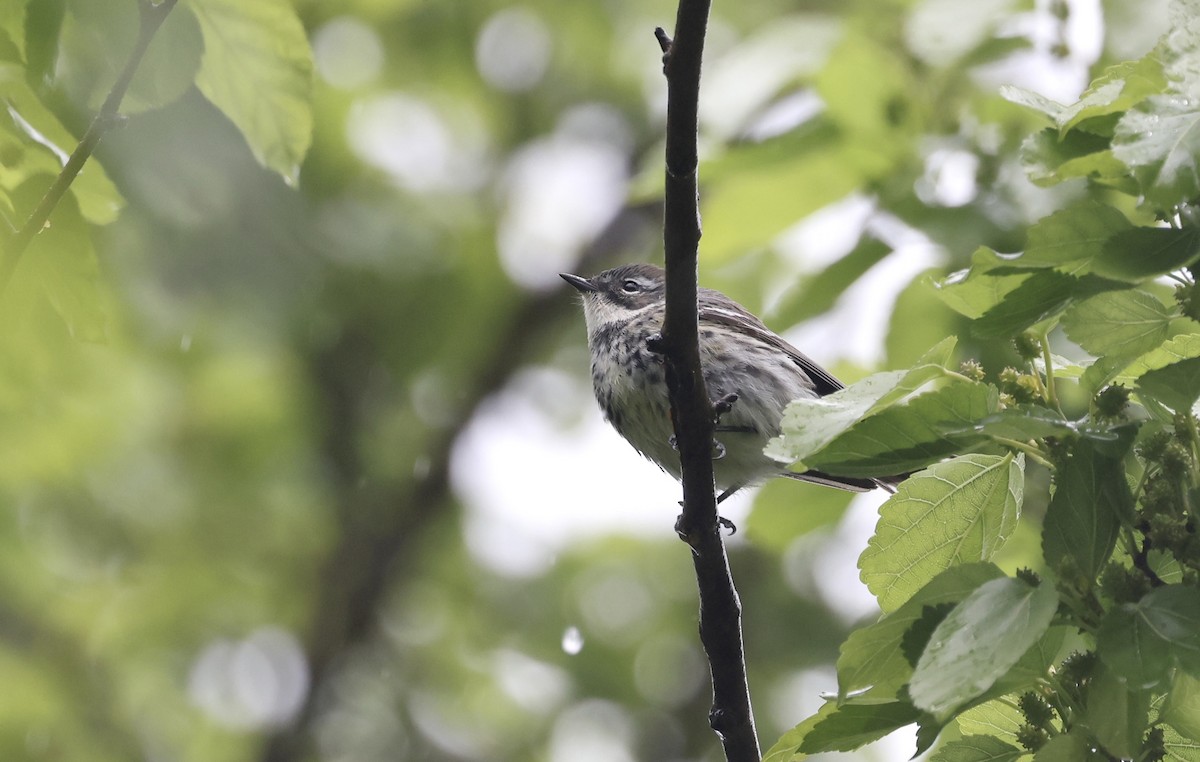 Blackpoll Warbler - ML619055143