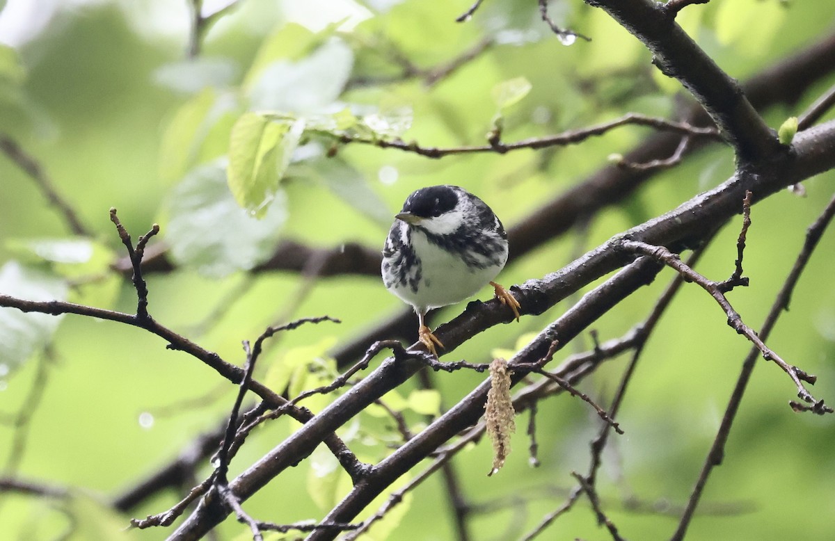 Blackpoll Warbler - ML619055145