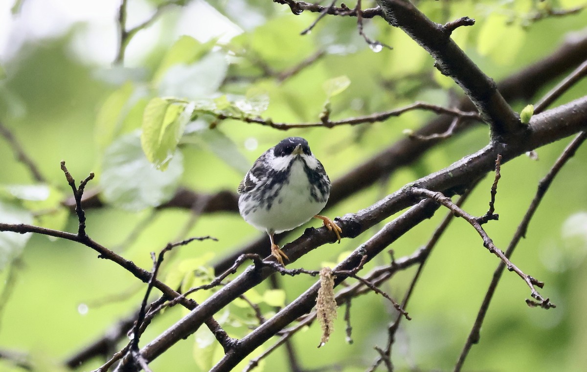 Blackpoll Warbler - ML619055146