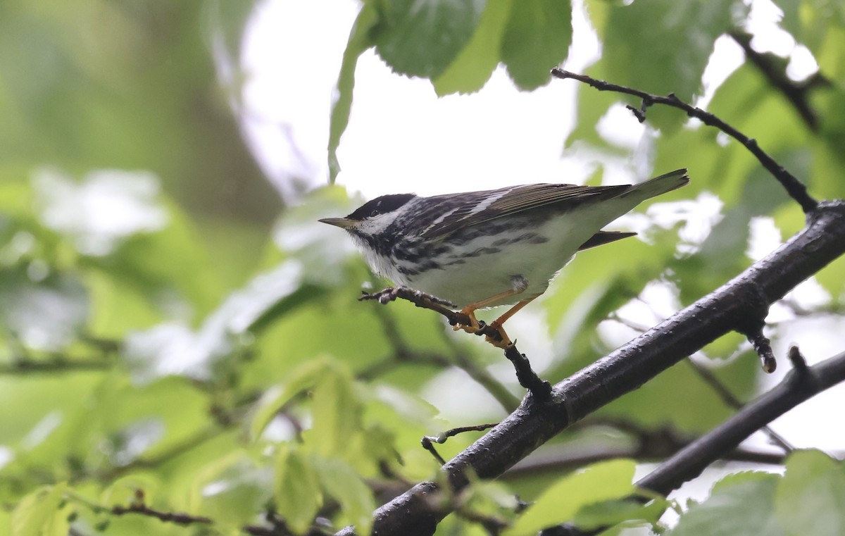 Blackpoll Warbler - ML619055152