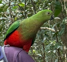Australian King-Parrot - Phil Kowalski