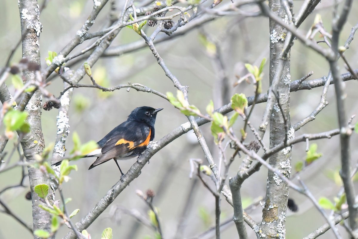 American Redstart - Ed Poropat