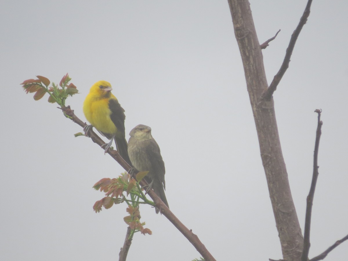 Yellow-backed Oriole - Laura Victoria Márquez