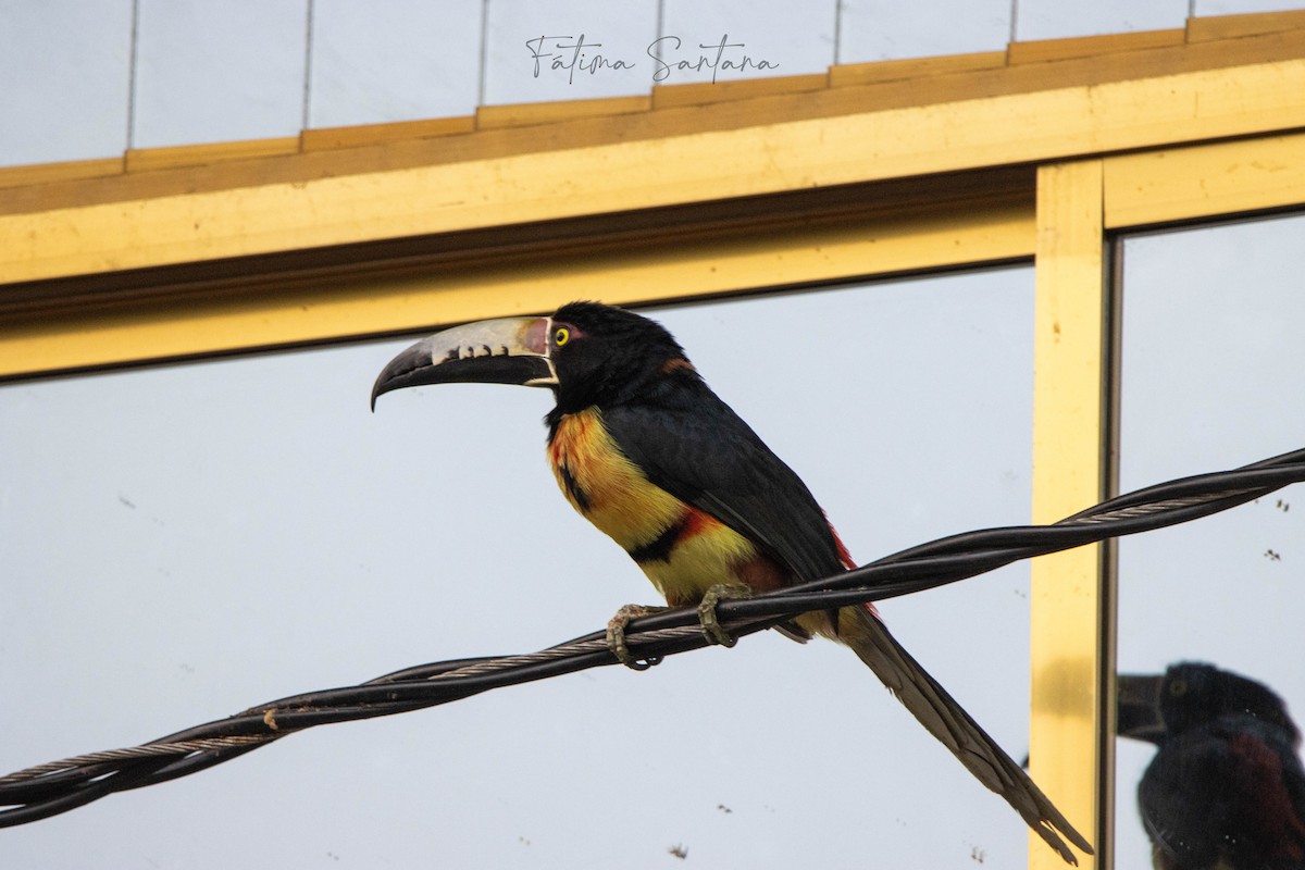 Collared Aracari - Fátima SantanaP