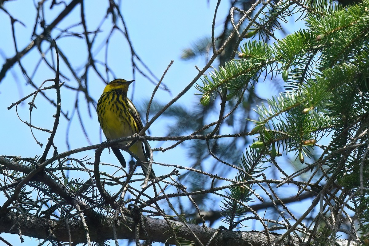 Cape May Warbler - Ed Poropat