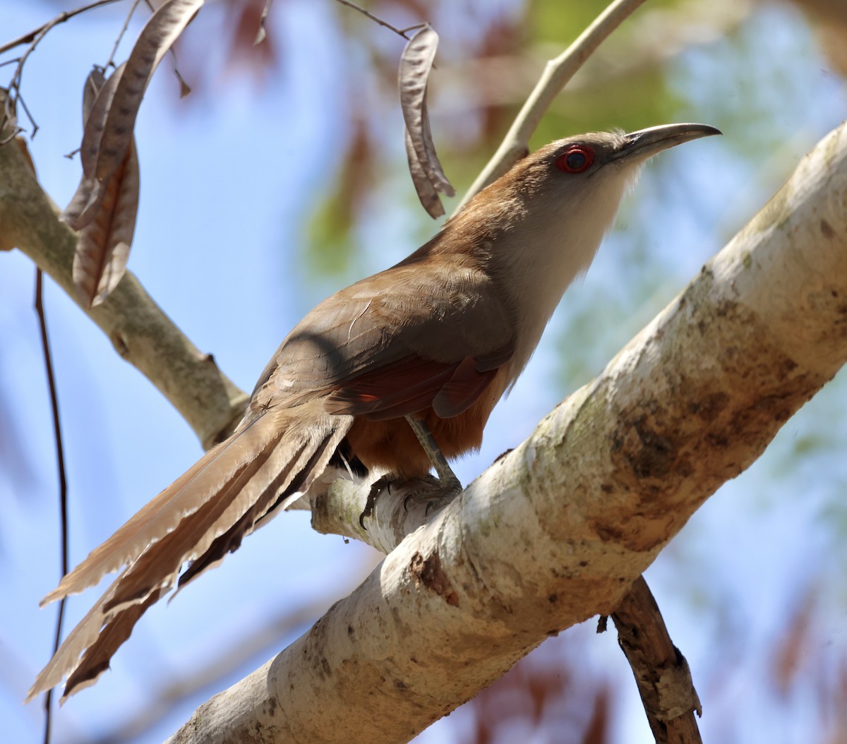 Great Lizard-Cuckoo - ML619055200