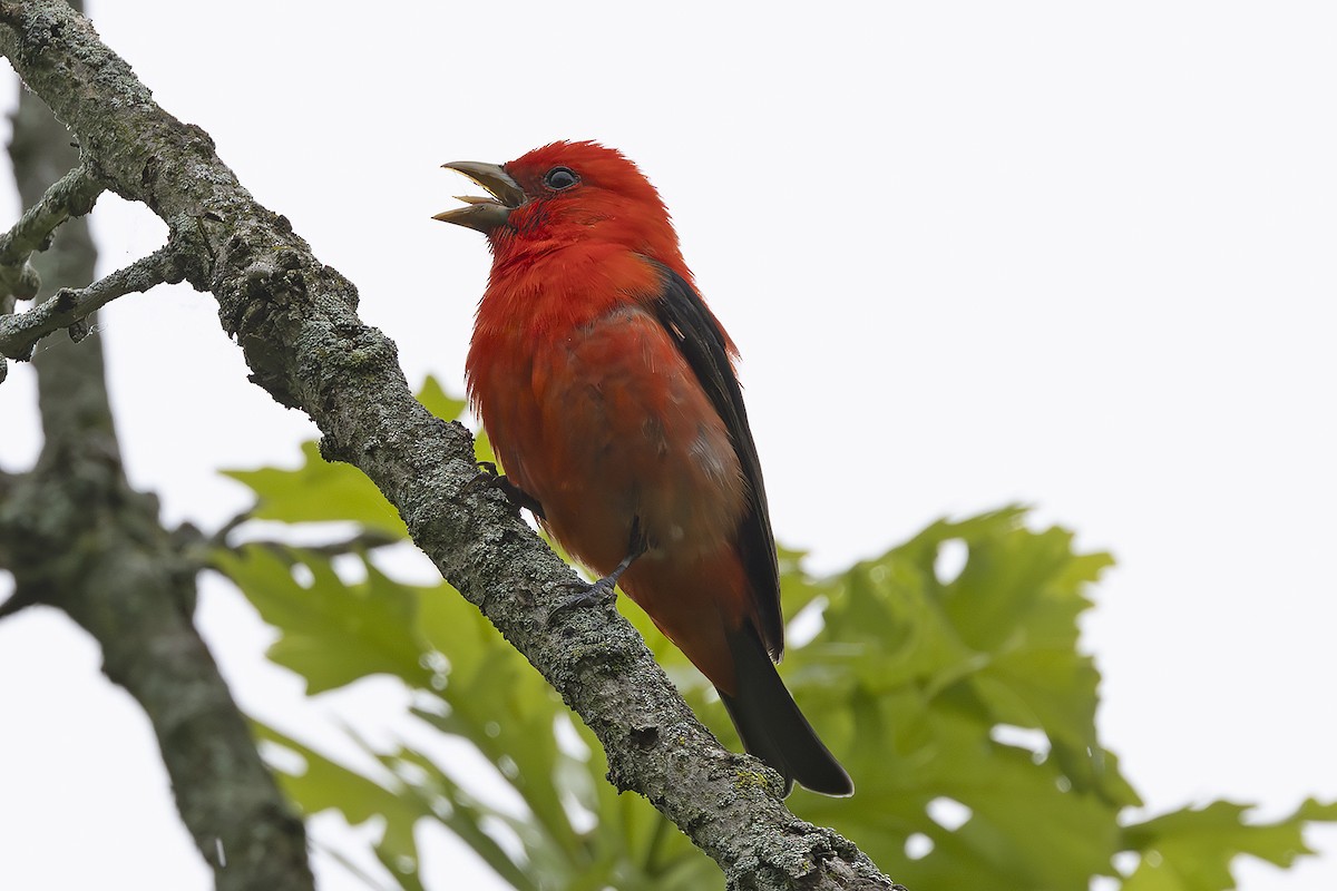Scarlet Tanager - Edith Auchter