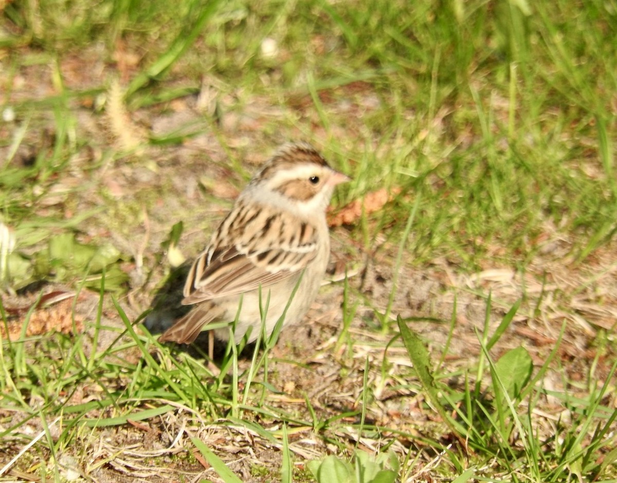 Clay-colored Sparrow - Jill Henemyer