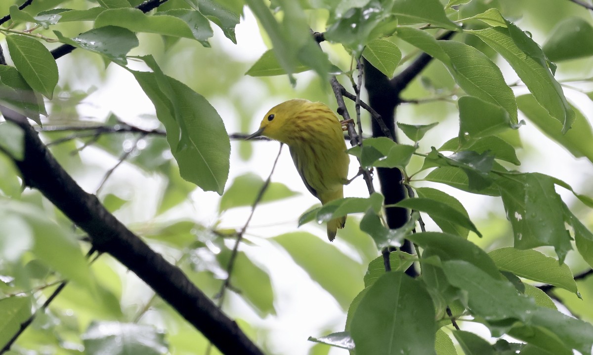 Yellow Warbler - Anne Bielamowicz