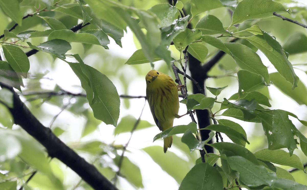 Yellow Warbler - Anne Bielamowicz