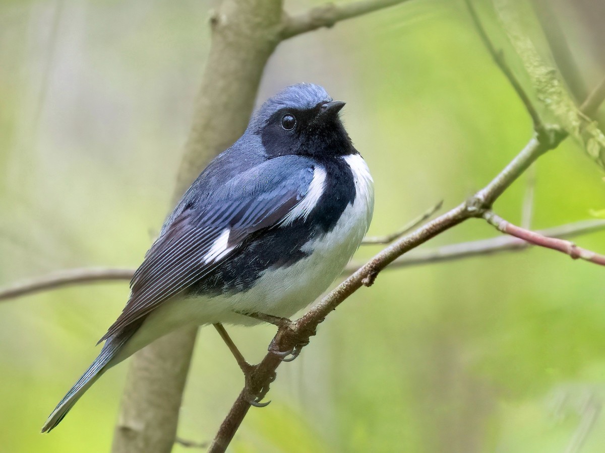 Black-throated Blue Warbler - Tori Martel