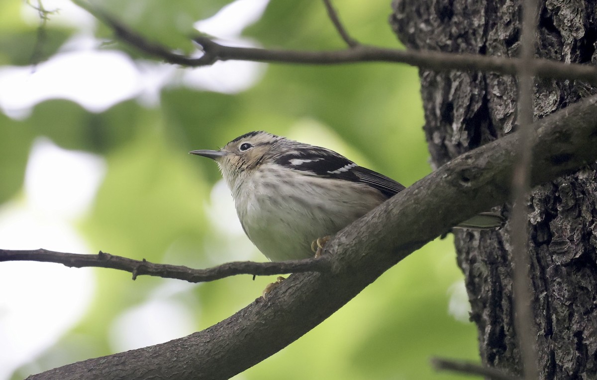 Blackpoll Warbler - ML619055256