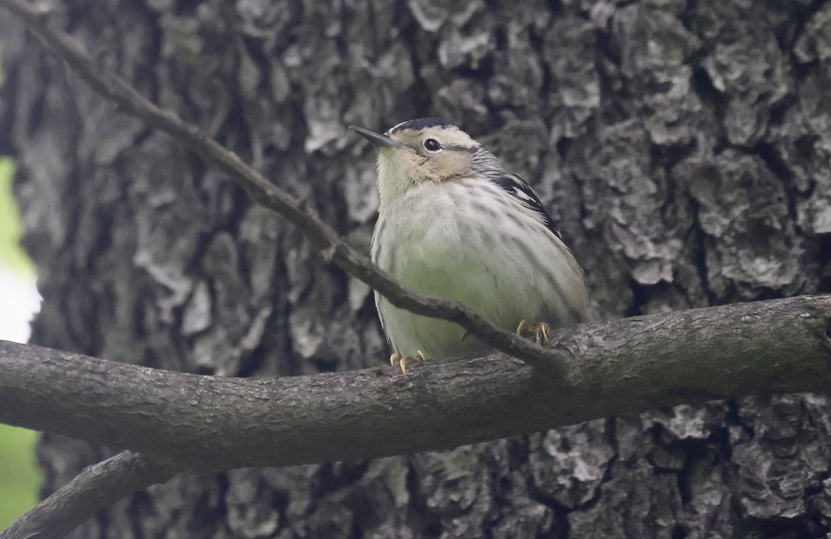 Blackpoll Warbler - Anne Bielamowicz