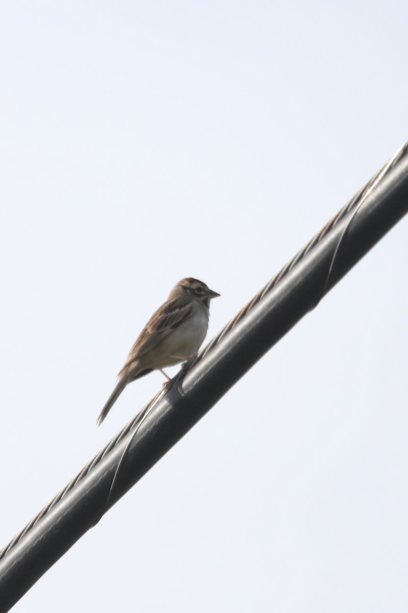 Lark Sparrow - Emily Holcomb