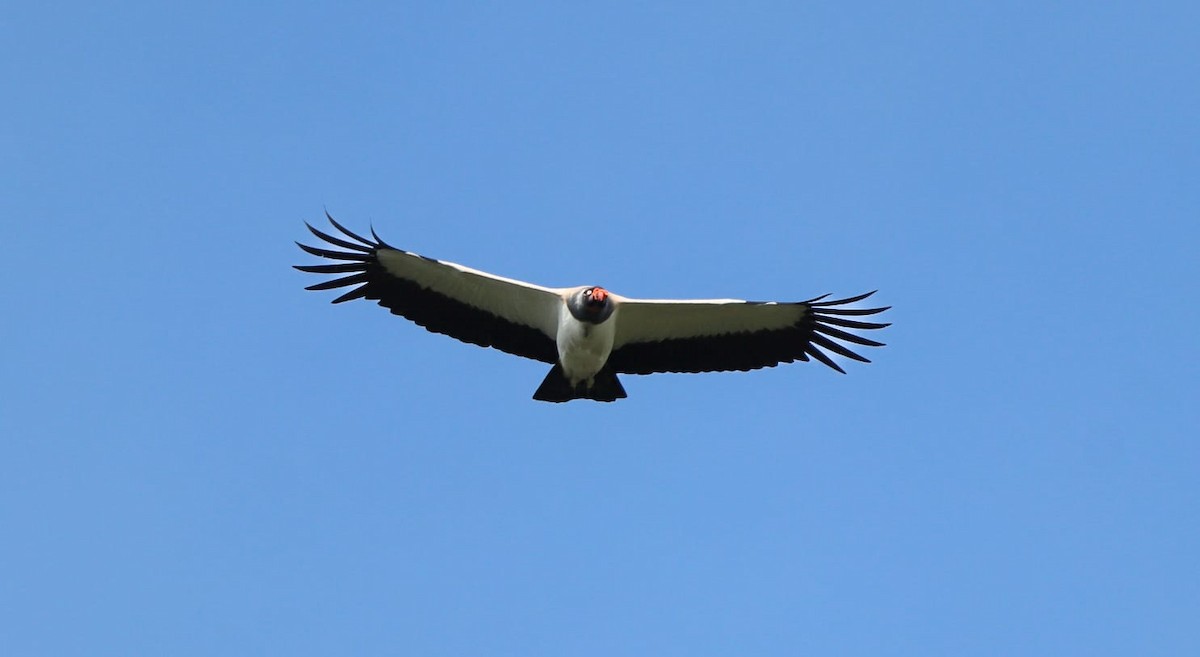 King Vulture - Miguel Angelo Biz