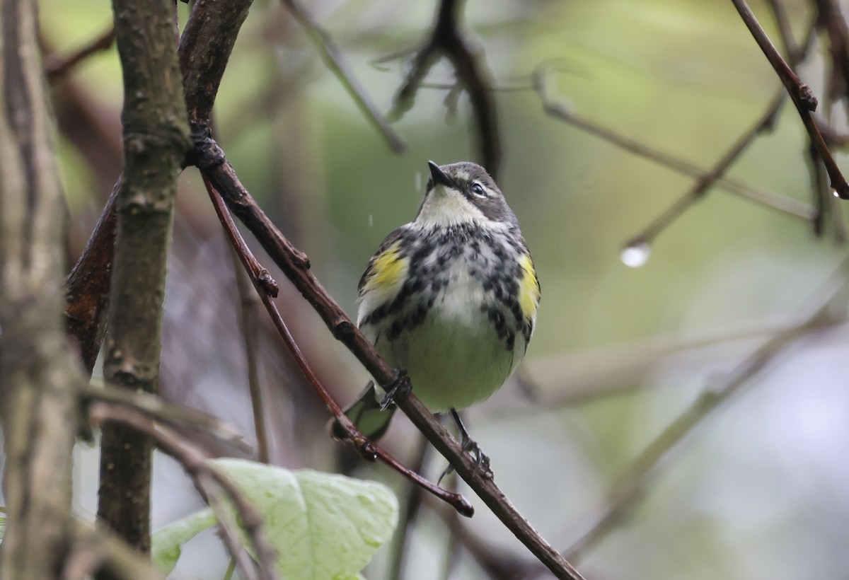 Yellow-rumped Warbler (Myrtle) - Anne Bielamowicz