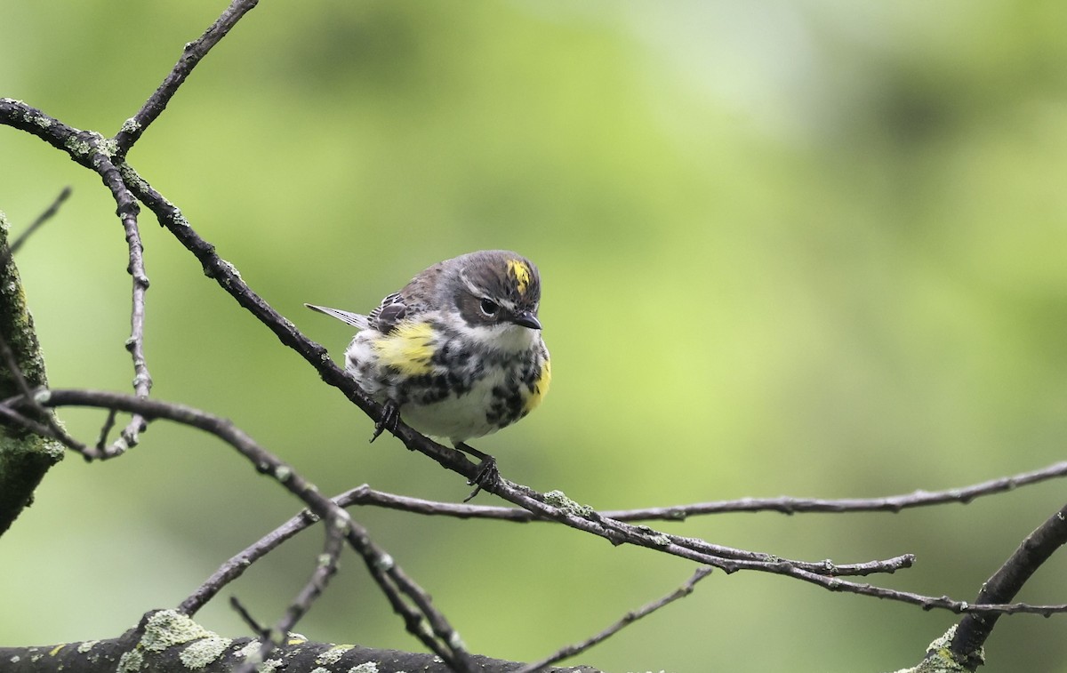 Yellow-rumped Warbler (Myrtle) - Anne Bielamowicz