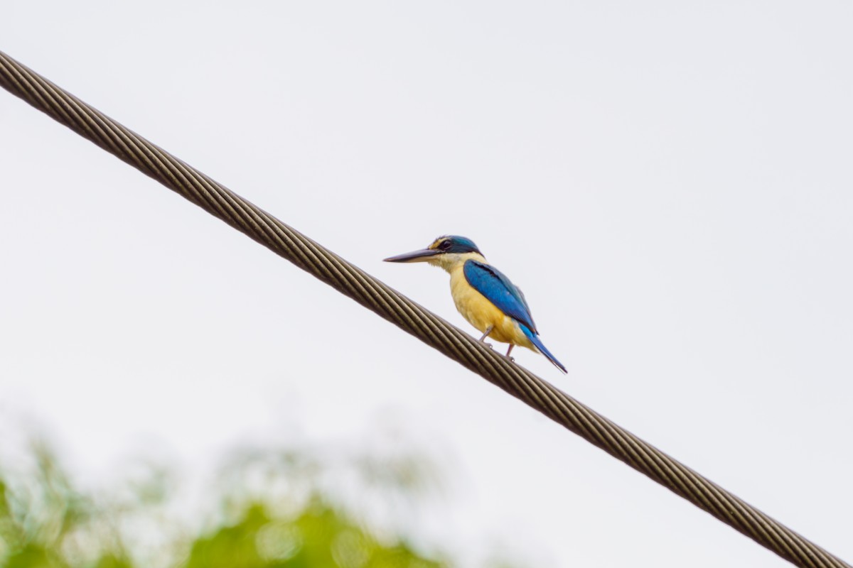 Sacred Kingfisher - ML619055302