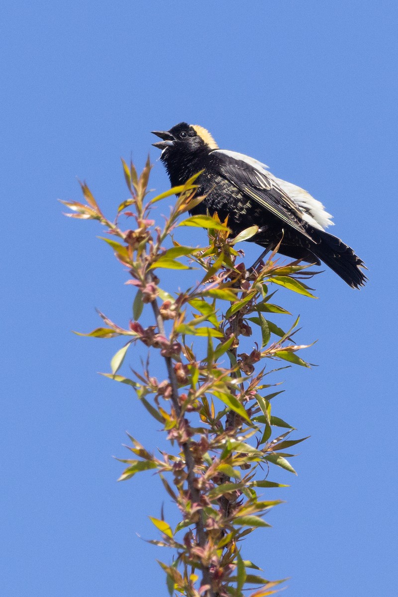 Bobolink - ML619055309