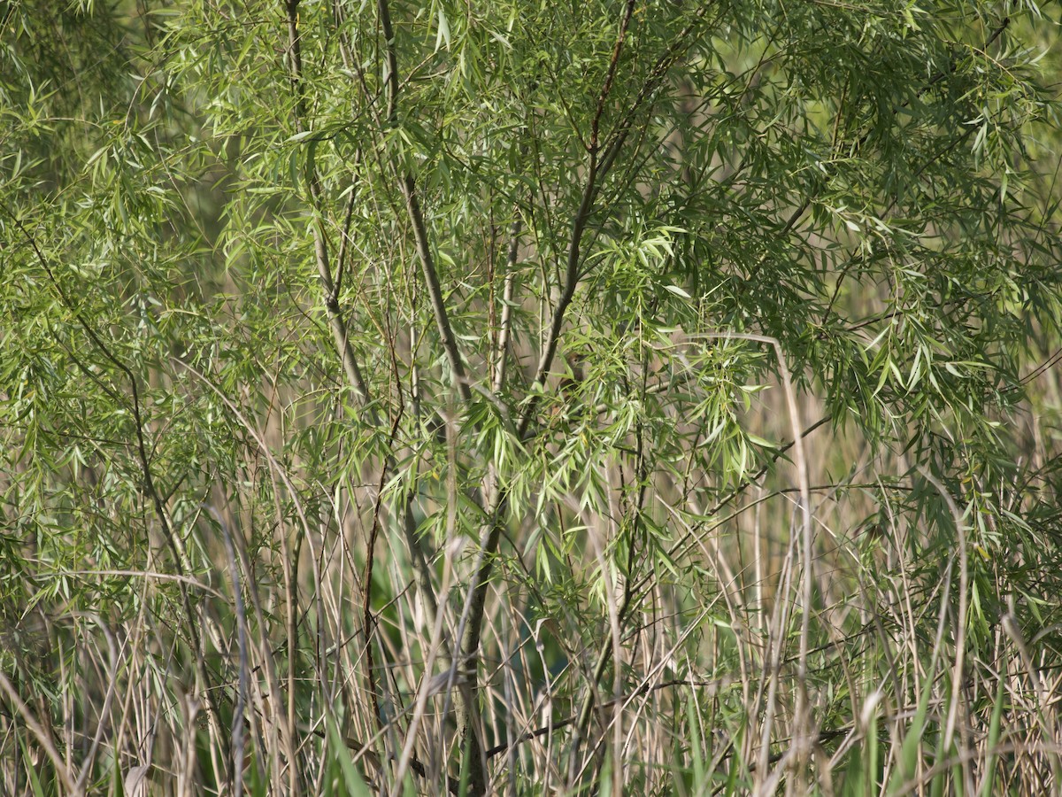 Thick-billed Warbler - ML619055314