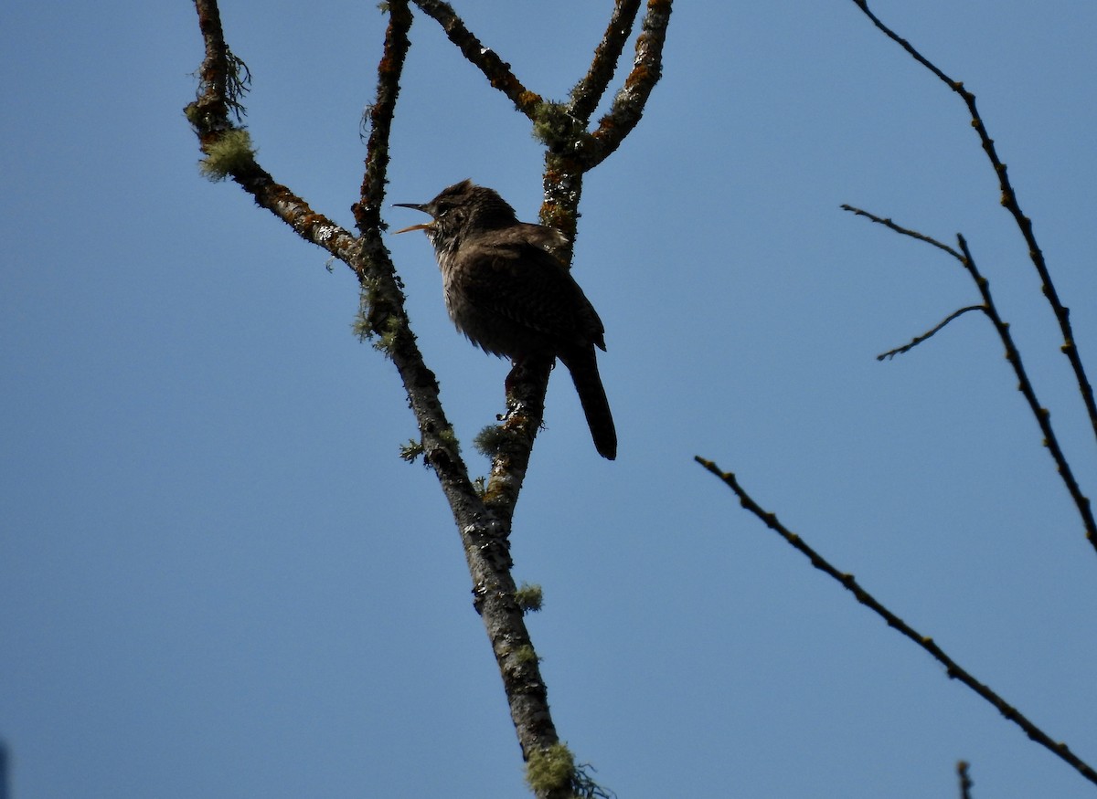 House Wren - D/P    Sanford