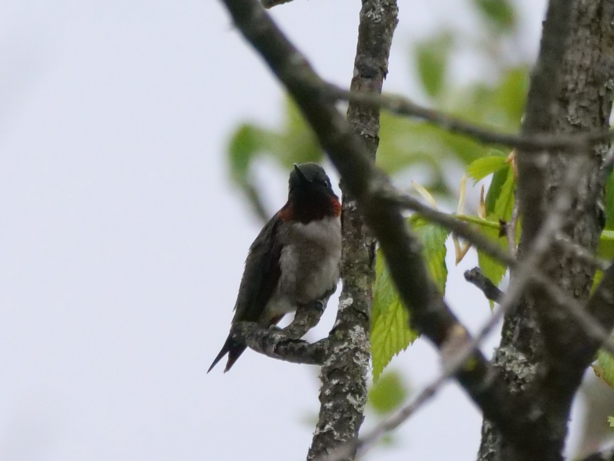 Ruby-throated Hummingbird - william gray