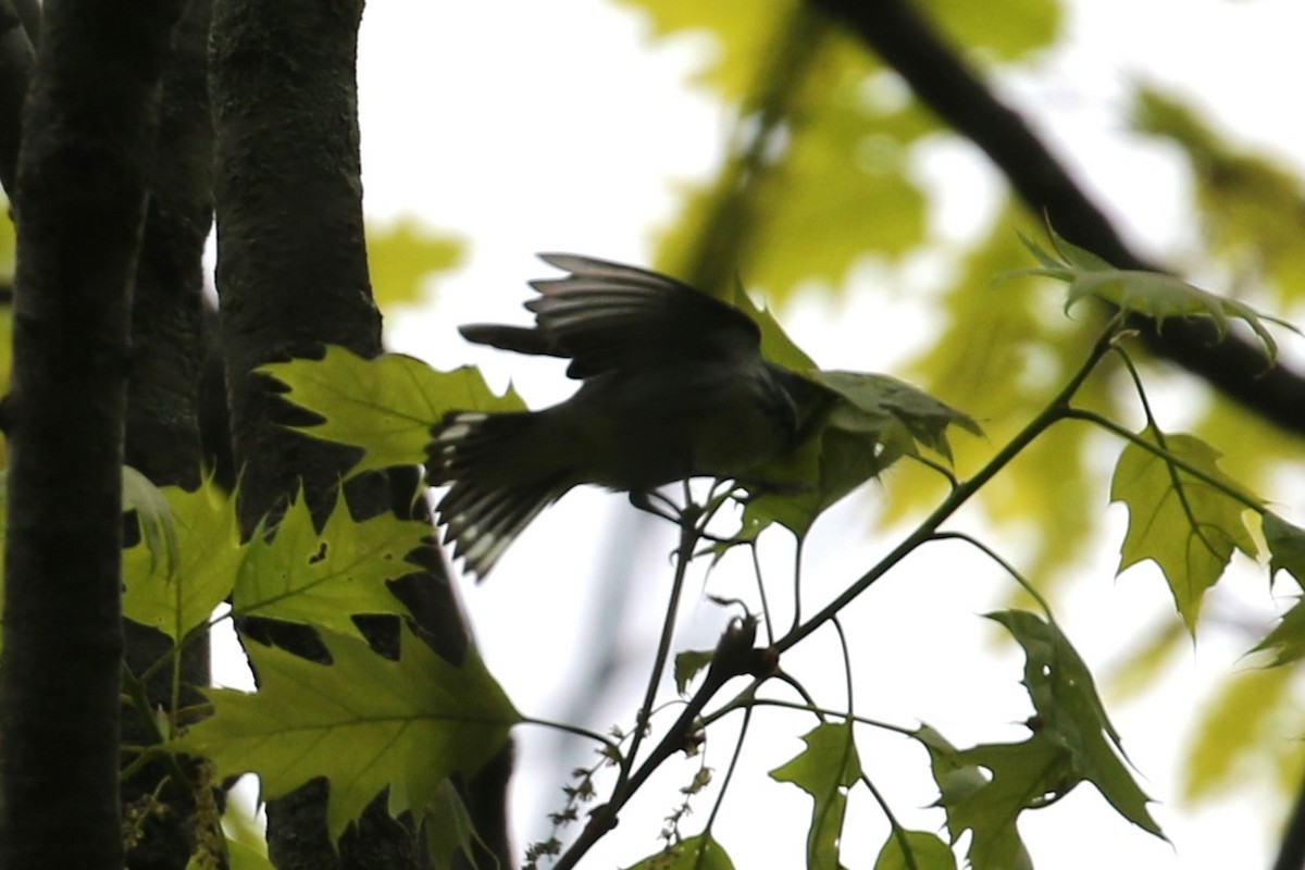 Cerulean Warbler - Ethan Ring