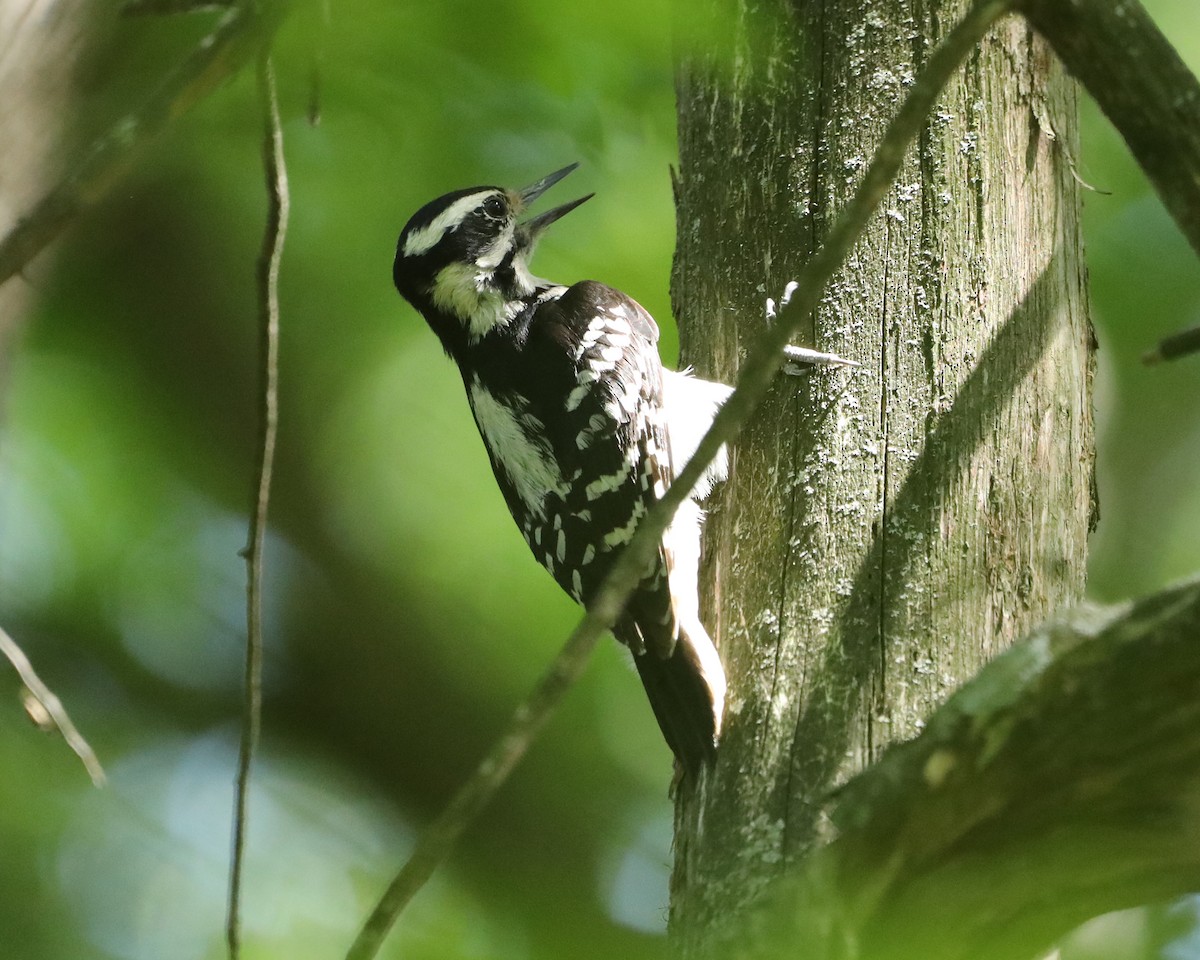 Hairy Woodpecker - ML619055347