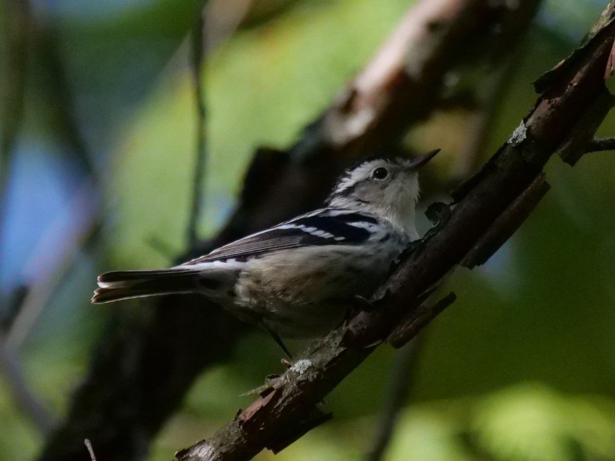 Black-and-white Warbler - william gray