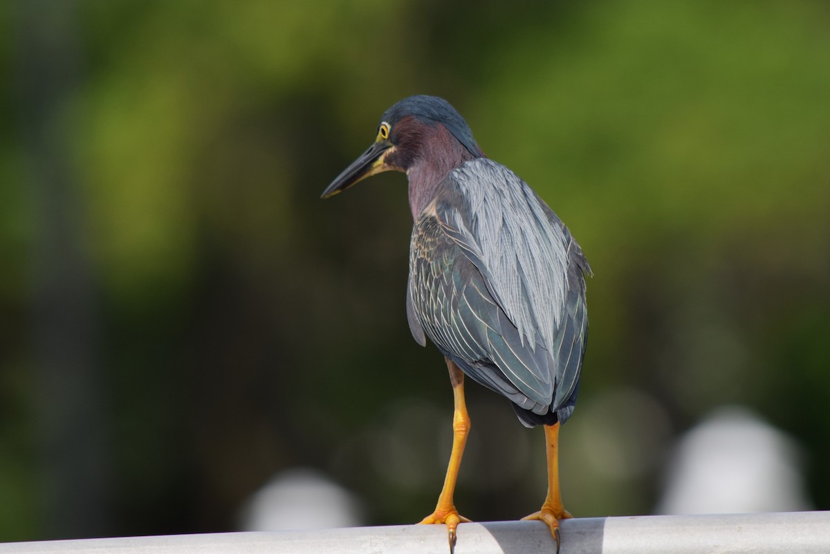 Green Heron - Nancy Price